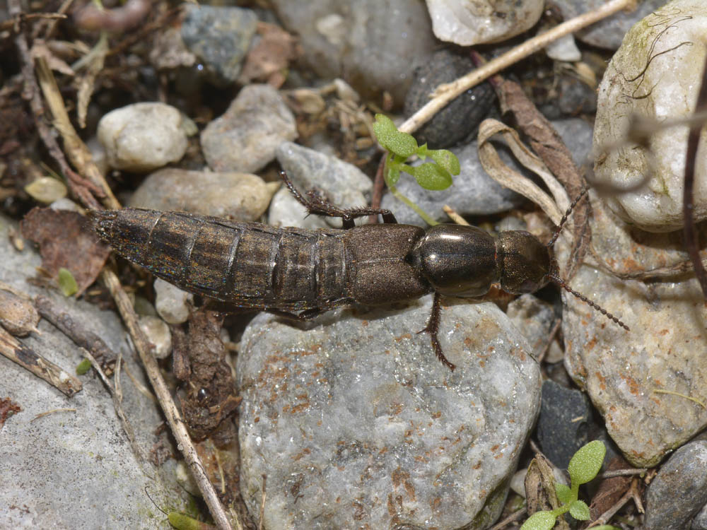 Staphylino da id. - Ocypus  picipennis ssp. fallaciosus